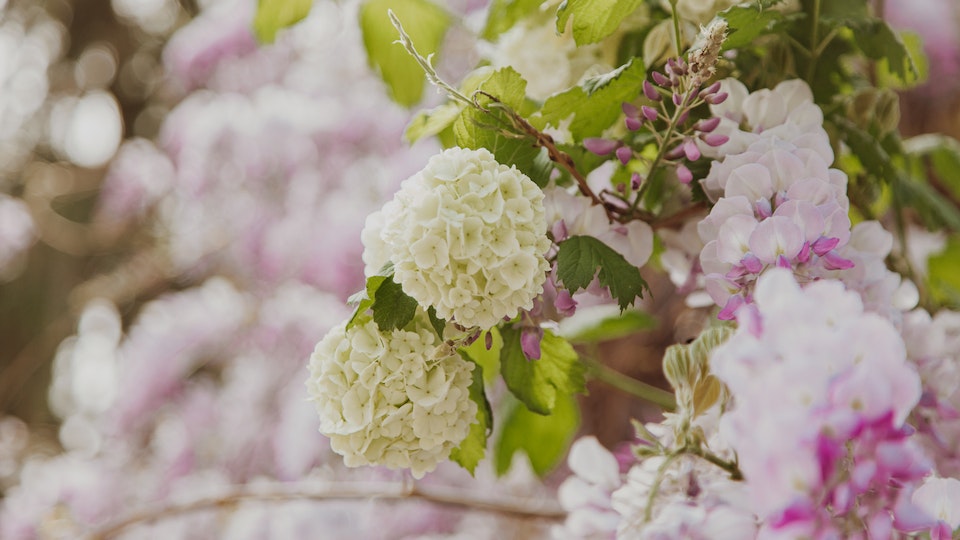 Eichenblatthortensie filigrane, angenehm duftende Blüten
