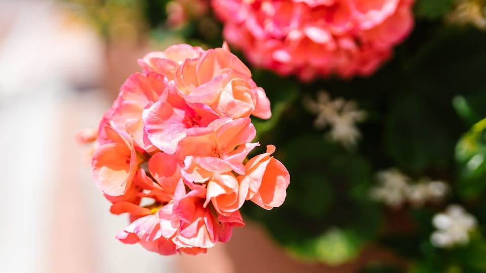 Geranie beliebte Sommerblume für Terrasse, Balkon, Garten und Fensterbank
