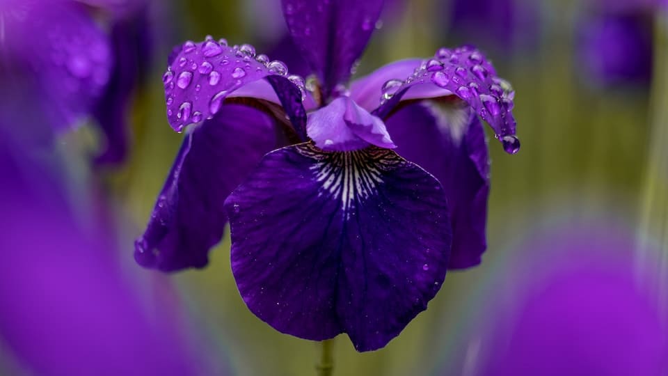 Iris (Schwertlilie) - ein Hingucker bis in den Winter