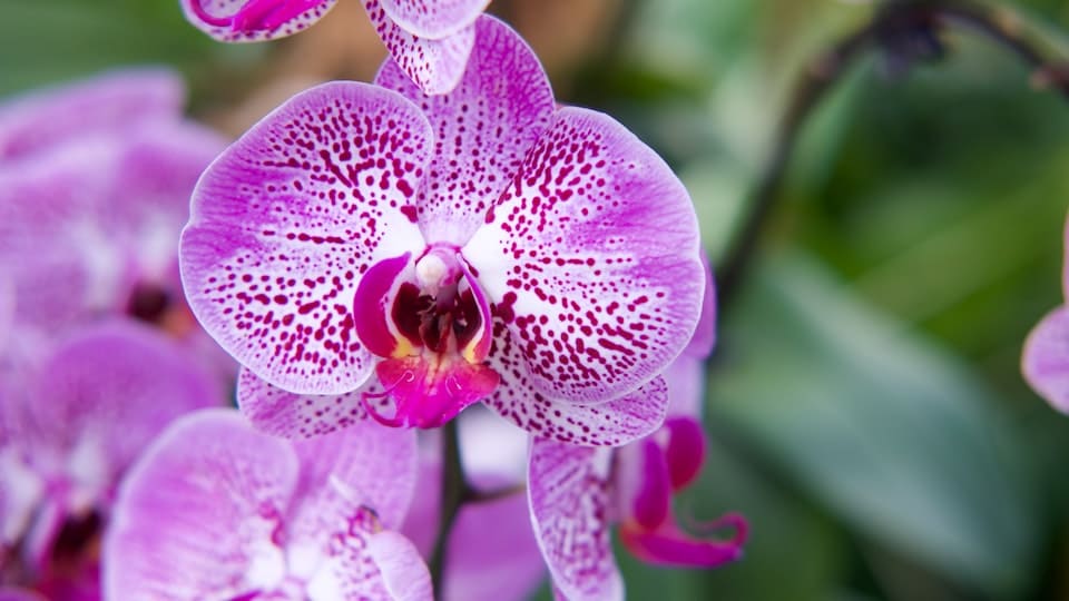Orchidee wächst nicht mehr Tipps und Tricks zur Wiederbelebung