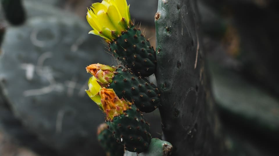 Feigenkaktus (Opuntia ficus-indica): sehr stachlig, winterhart, exotischer Blickfang, bildet wohlschmeckende Früchte