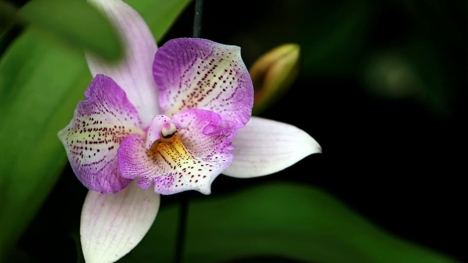 Orchideen-Erde schimmelt: Was kann man tun? Tipps und Tricks