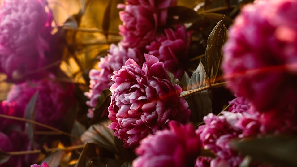 Strauch-Pfingstrose: bezaubernde Blütenpracht für sonnige bis halbschattige Standorte