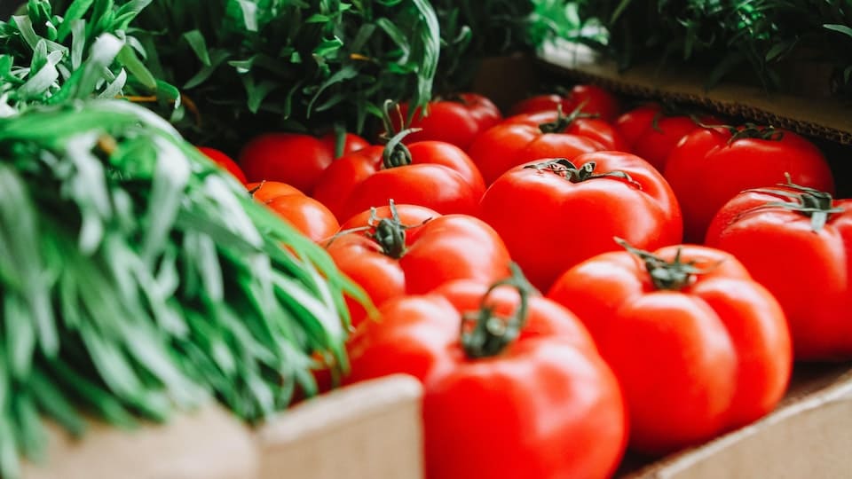 Tomatenanbau 7 Tipps für eine üppige Ernte - Sortenwahl, Standort, Pflanzabstand, Dünger, richtiges Gießen, Ausgeizen und Reife erkennen