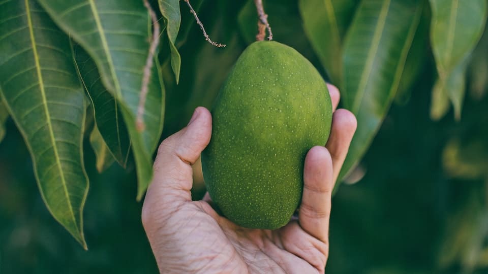 Wie pflanzt man aus einem Mangokern einen Baum?