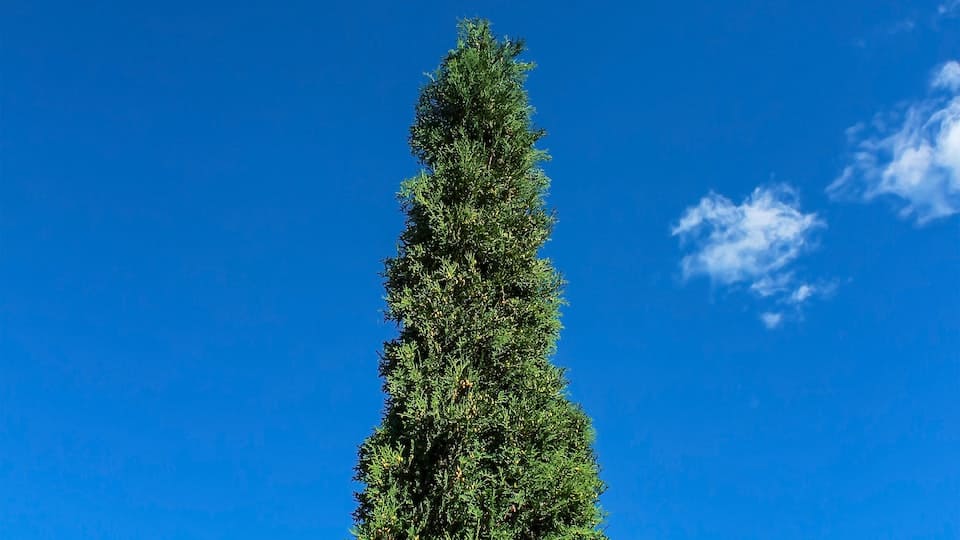 Zypresse: mediterranes Flair im Garten, Infos zu Sorten, Standort, Pflanzen, Pflege und Schnitt