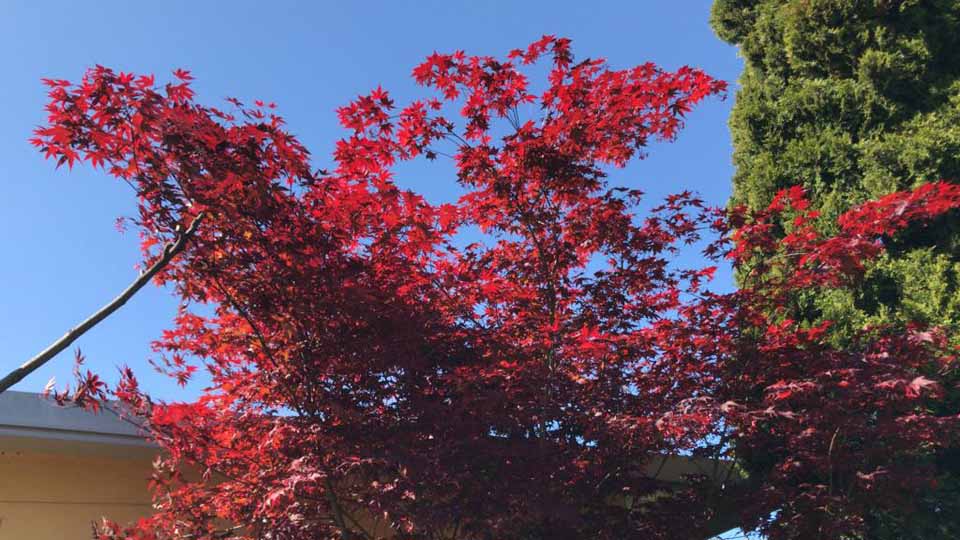 Roter Ahorn: Vom Frühjahr bis Herbst schöne Laubfärbung