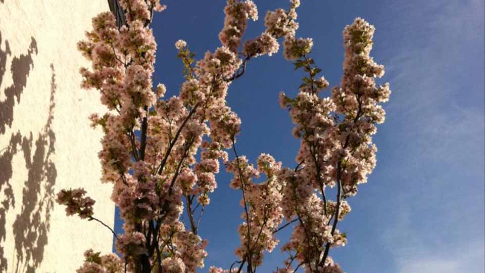Säulenkirsche - tolle Blüte im Frühjahr