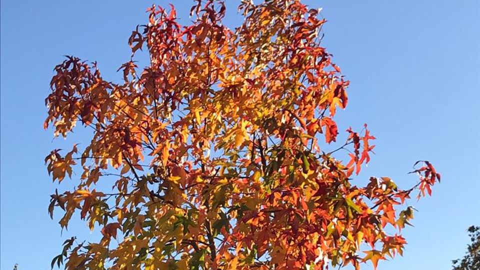 Tipps zum Amberbaum: schöne Herbstfärbung