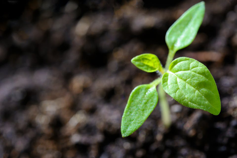 Benötigen Pflanzen UV-Licht oder wachsen sie unter Glas genauso