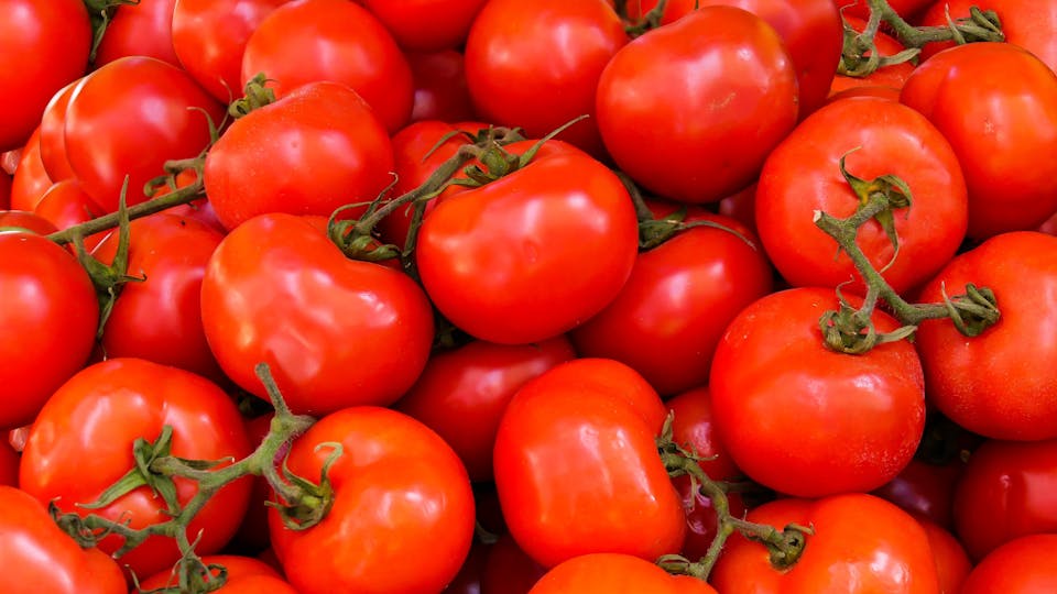 Kann man Tomaten und Paprika zum Übergang in der Wohnung halten Lösung