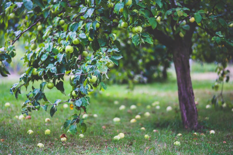 Wann topft man einen Apfelbaum um? Tipps und Anleitung