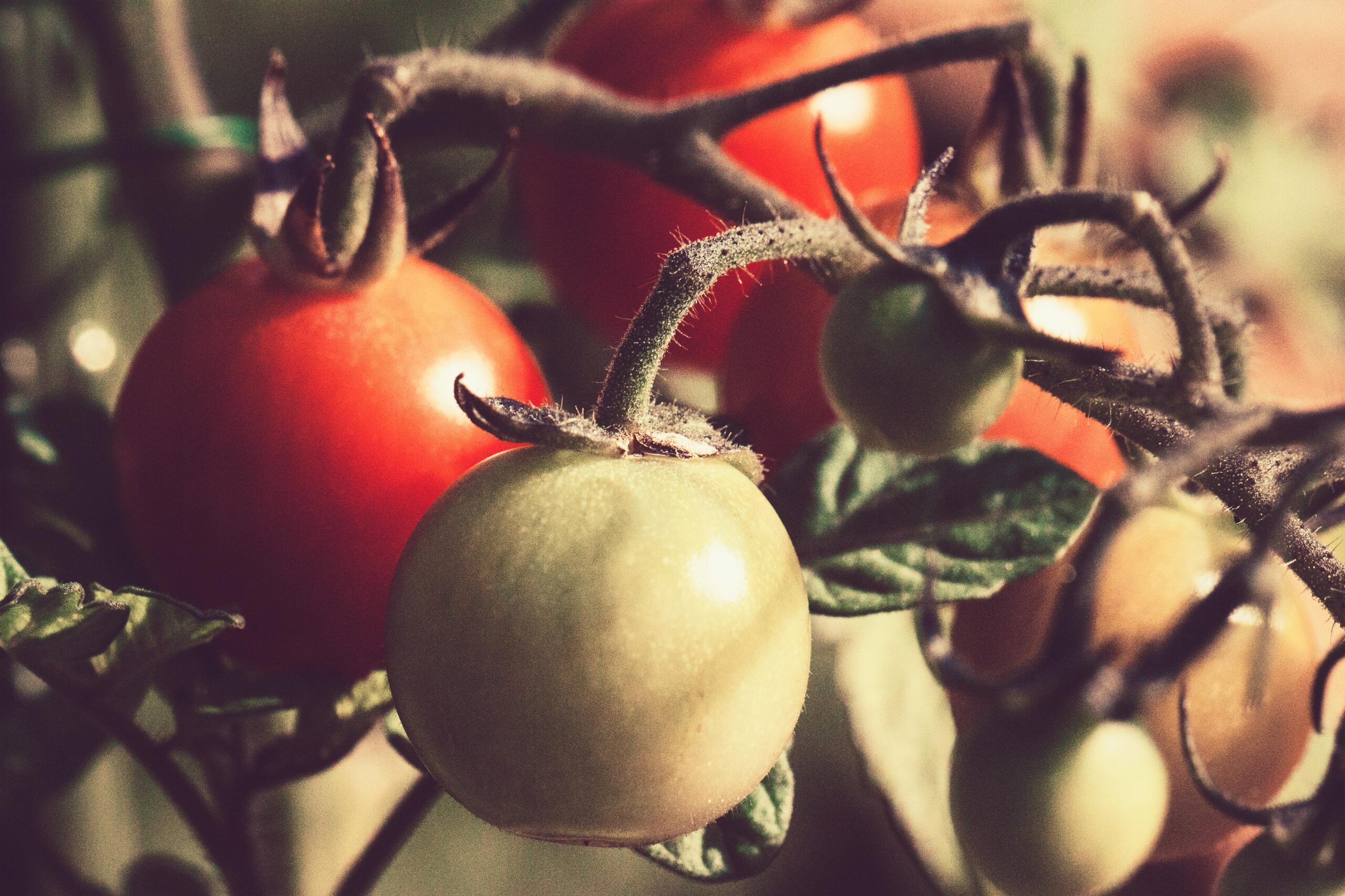Tomaten-Reifehaube: sinnvoll oder überflüssig?