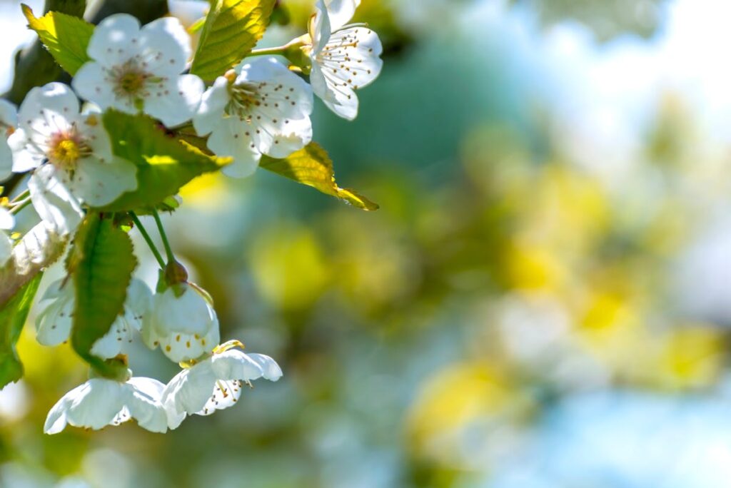 Umweltbewusster Gartenbau - mit diesen Tipps ist er möglich