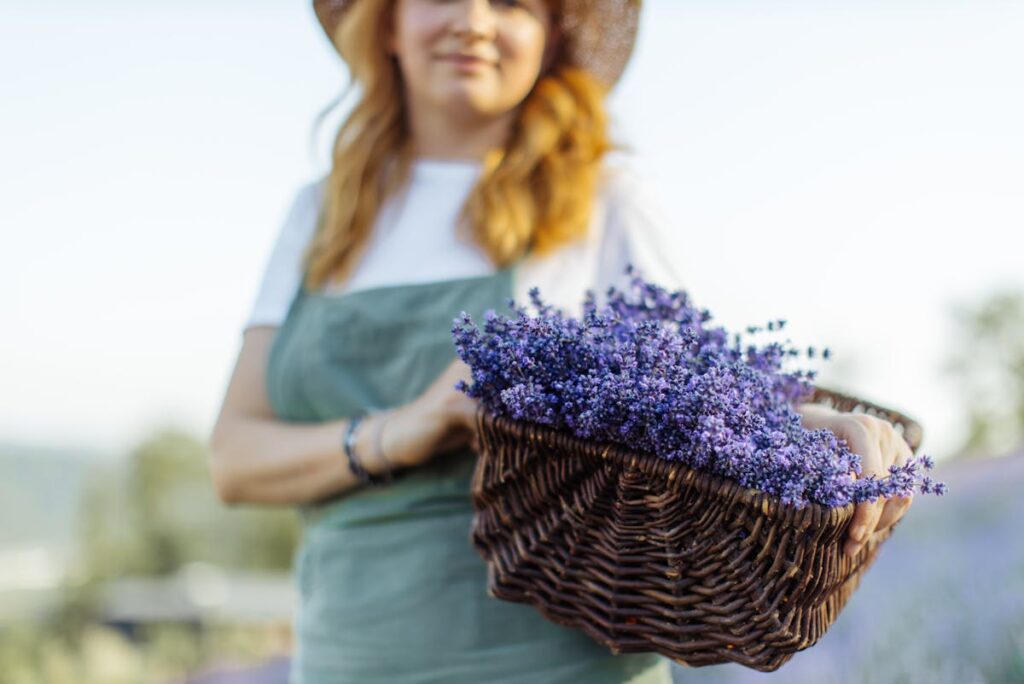 Lavendel verliert Blüten nach dem Einpflanzen