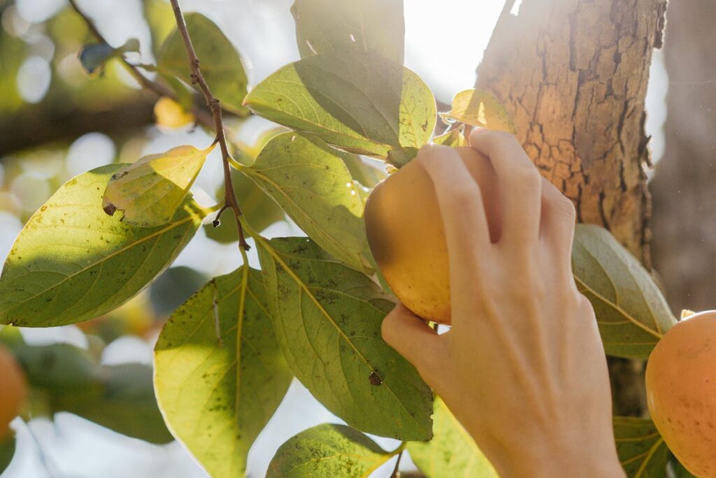 Obstbäume tragen keine Früchte