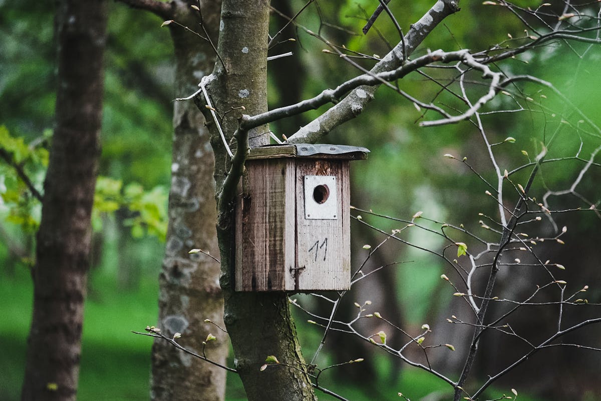 Vogelhaus wird von Katzen belagert